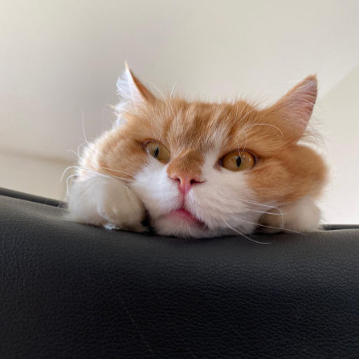 Kein Stress beim Tierarzt